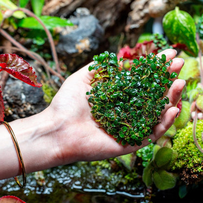 SubstrateSource Bucephalandra Brownie Phoenix Live Aquarium Plant - Natural Freshwater Fish Tank