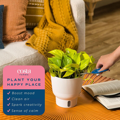 Costa Farms Champs Elysses Pothos Live Plant in Self Watering Pot, Indoor Houseplant, Trailing
