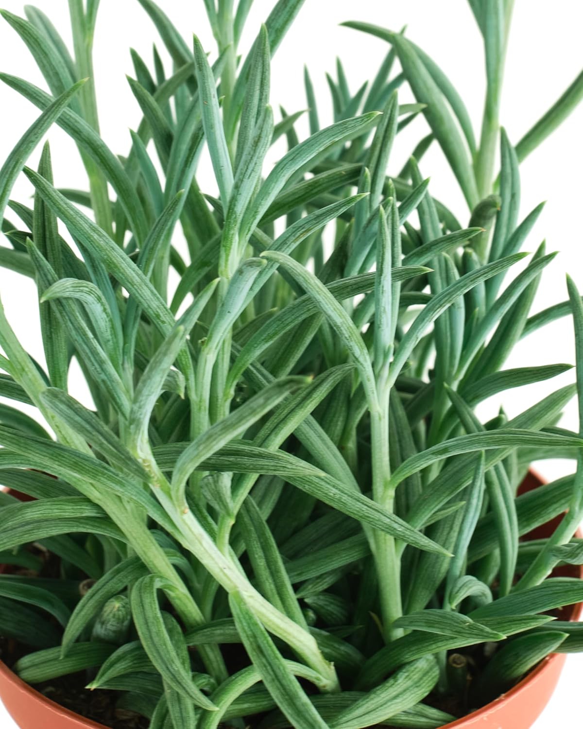 Shop Succulents String of Fishhooks Hanging Succulent, Senecio Radicans Glauca, Fully Rooted Live