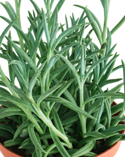 Shop Succulents String of Fishhooks Hanging Succulent, Senecio Radicans Glauca, Fully Rooted Live
