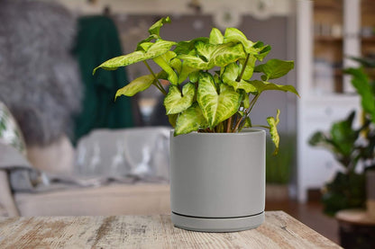 D'vine Dev 6 Inch Ceramic Planter Pot with Drainage Hole and Saucer, Indoor Cylinder Round Flower