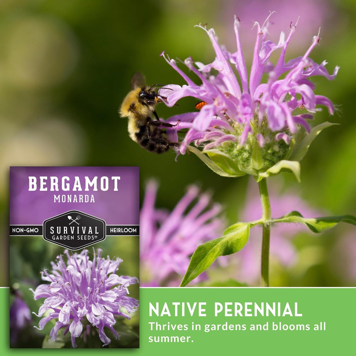 Survival Garden Seeds - Bergamot Herb (Bee Balm) Seed for Planting - 2 Packets with Instructions to