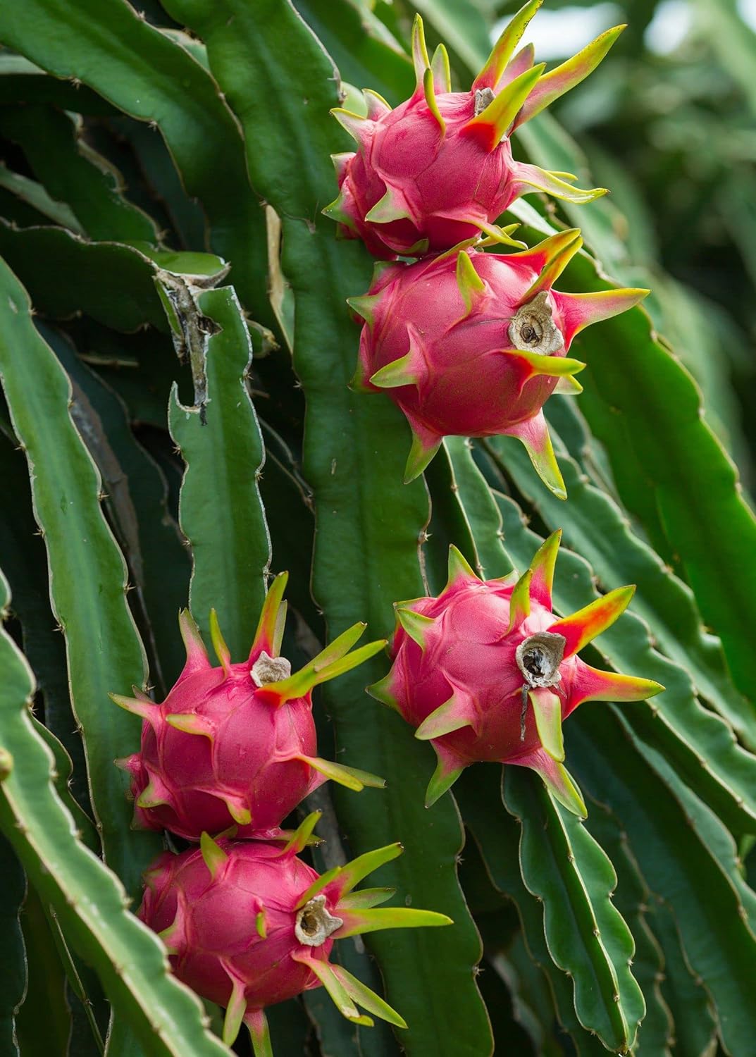 Dragon Fruit Tree - Live Plant in a 4 Inch Pot - Hylocereous Undatus - Edible Tropical Fruit Plant