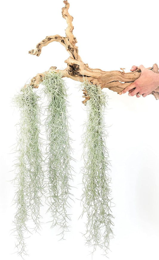 3 Pack Thick Colombian Spanish Moss Live Strands with Wire Hook - Tillandsia Usneiodes - Live