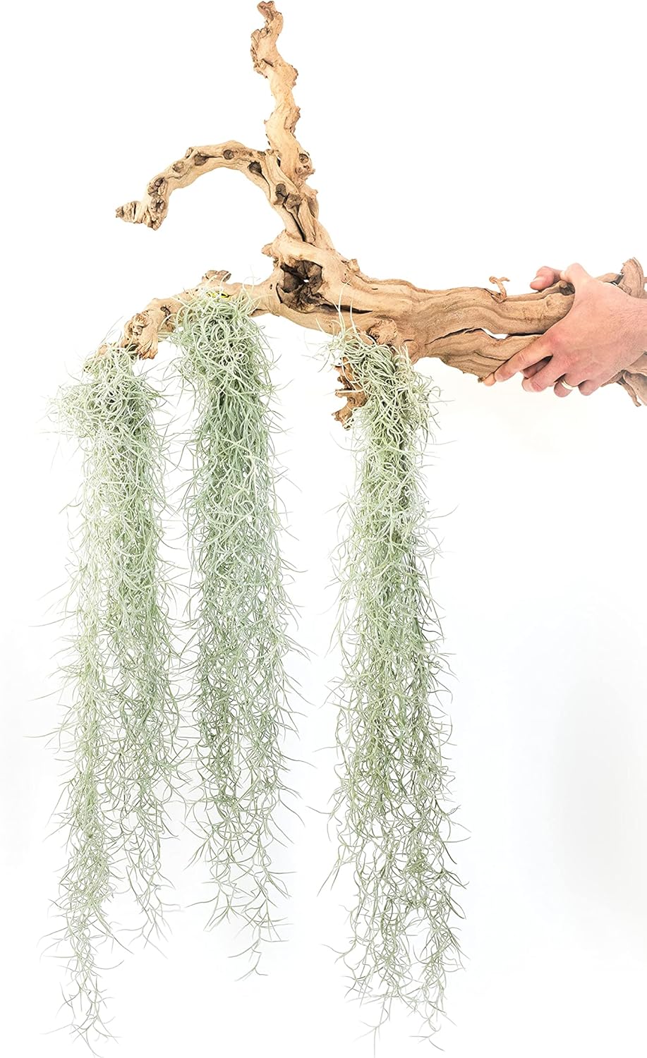 6 Pack Thick Colombian Spanish Moss Live Strands with Wire Hook - Tillandsia Usneiodes - Live