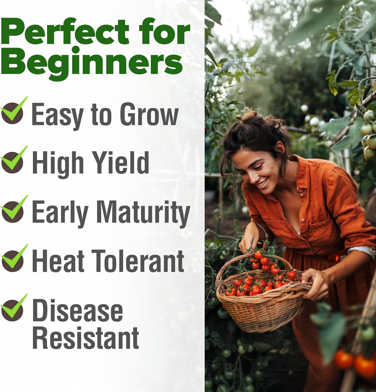 HOME GROWN Large Red Cherry Tomato Seeds 2 Pack (Solanum lycopersicum) - Approx.1000 Non-GMO