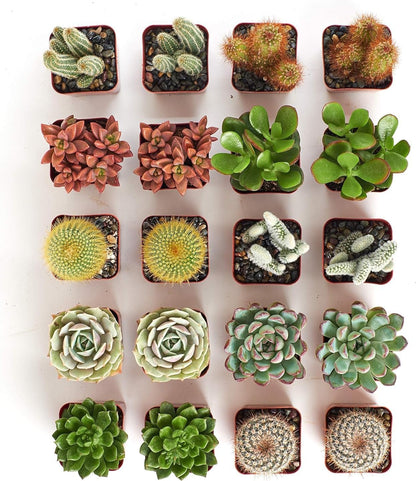 Shop Succulents Premium Live Mini Cactus and Succulent Plants in 2" Pots, Easy Care Indoor or