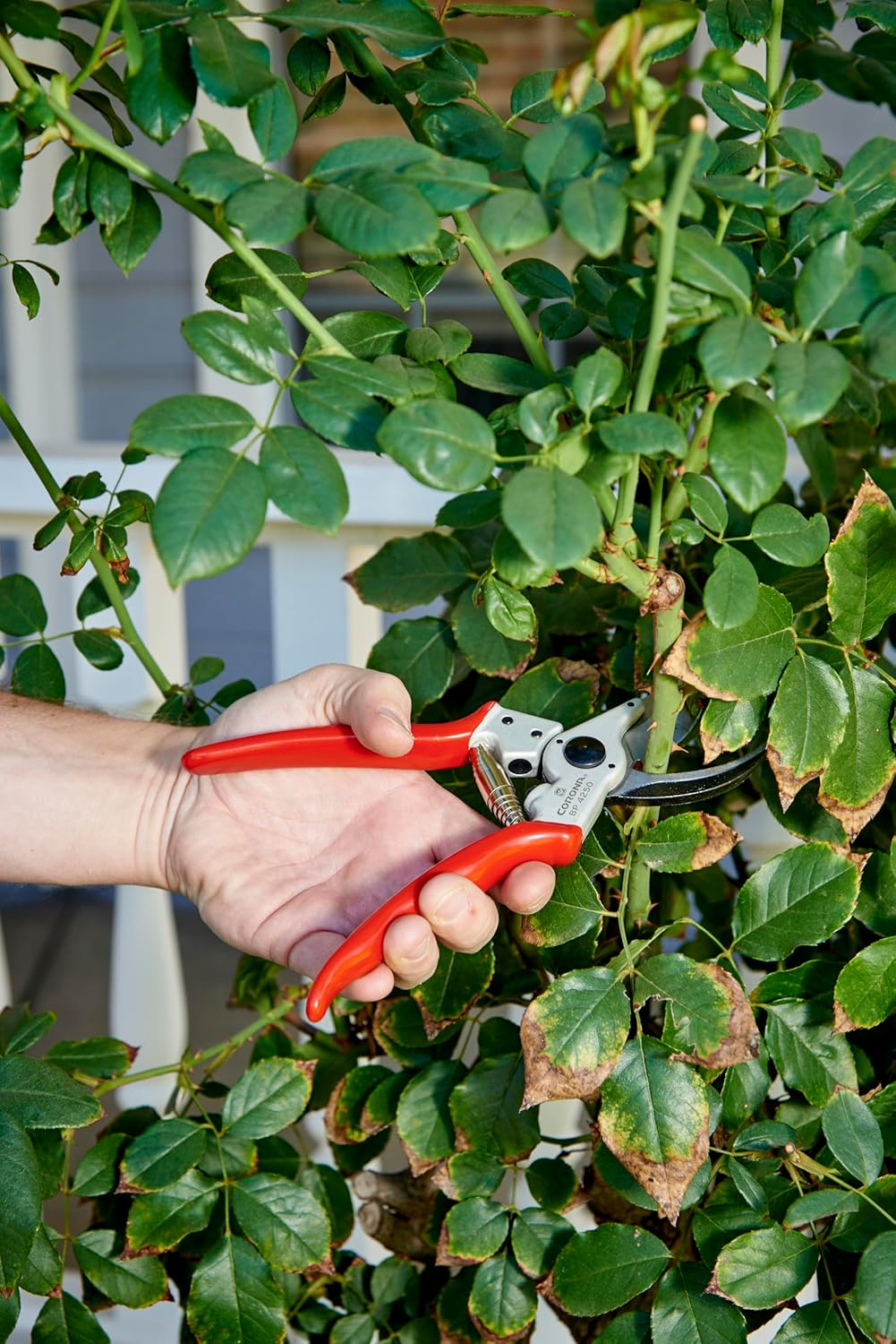 Corona BP 4250 Forged Steel Aluminum Handles Bypass Hand Pruner - 1 inch Cut Capacity Stem and