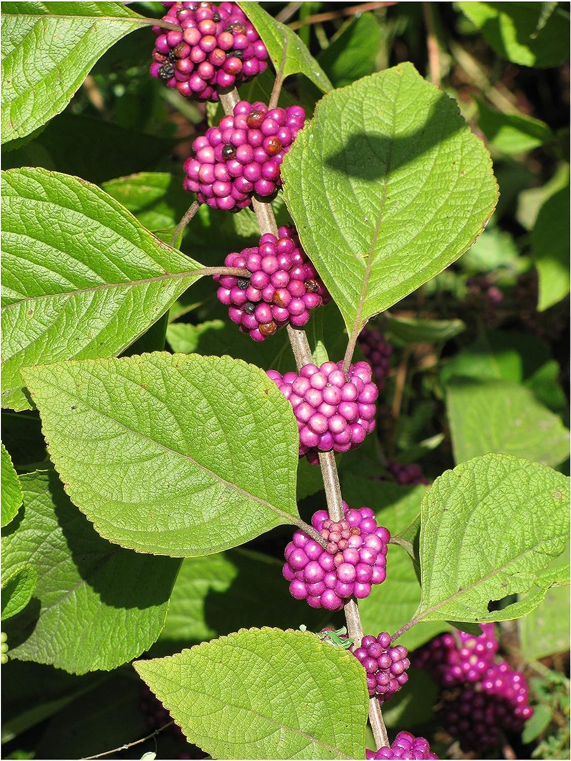 American Beautyberry | 3 Live Plants | Callicarpa Americana | Drought-Tolerant, Vibrant Purple