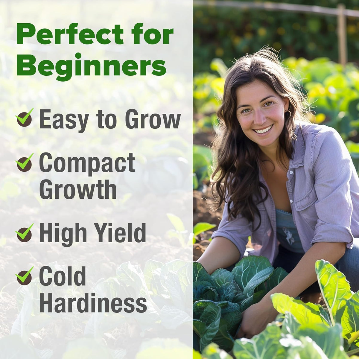 HOME GROWN Collard Green Seeds - 2 Pack - 600 Seeds for Fall Planting - High Germination