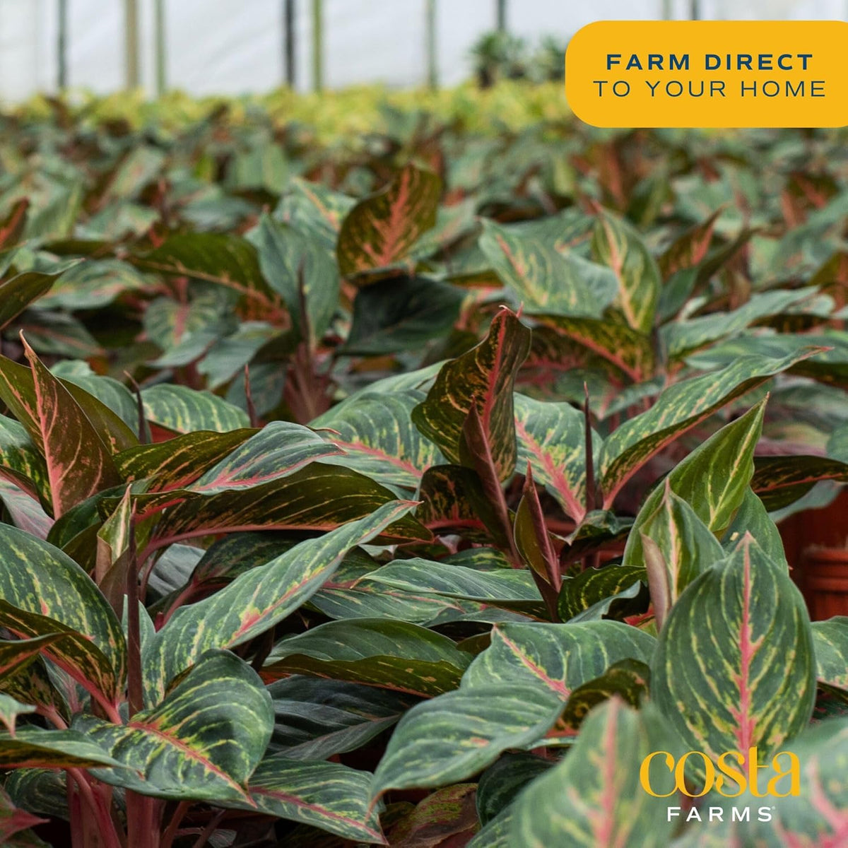 Costa Farms Chinese Evergreen, Easy to Grow Live Indoor Plant Aglaonema, Potted Houseplant in Cute