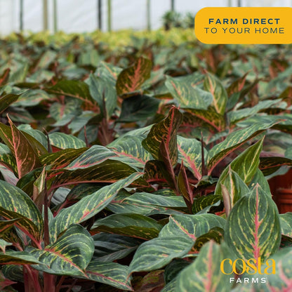Costa Farms Chinese Evergreen, Easy to Grow Live Indoor Plant Aglaonema, Potted Houseplant in Cute