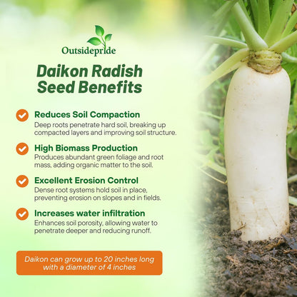 Outsidepride Annual Daikon Radish Seeds - 1 oz. Chinese, Japanese, & Oriental Radish Seeds for Soil