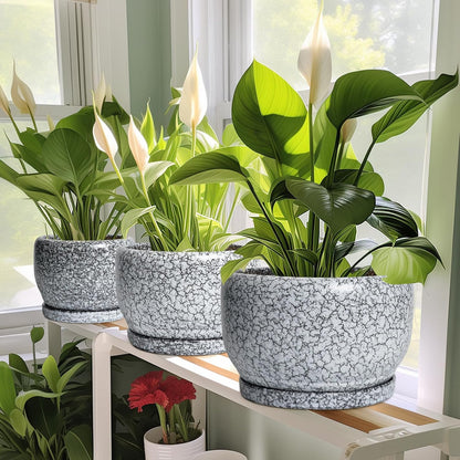 SQOWL 8 inch Plant Pot - Ceramic Planter with Drainage Hole and Saucer, Round Flower Pot for Indoor