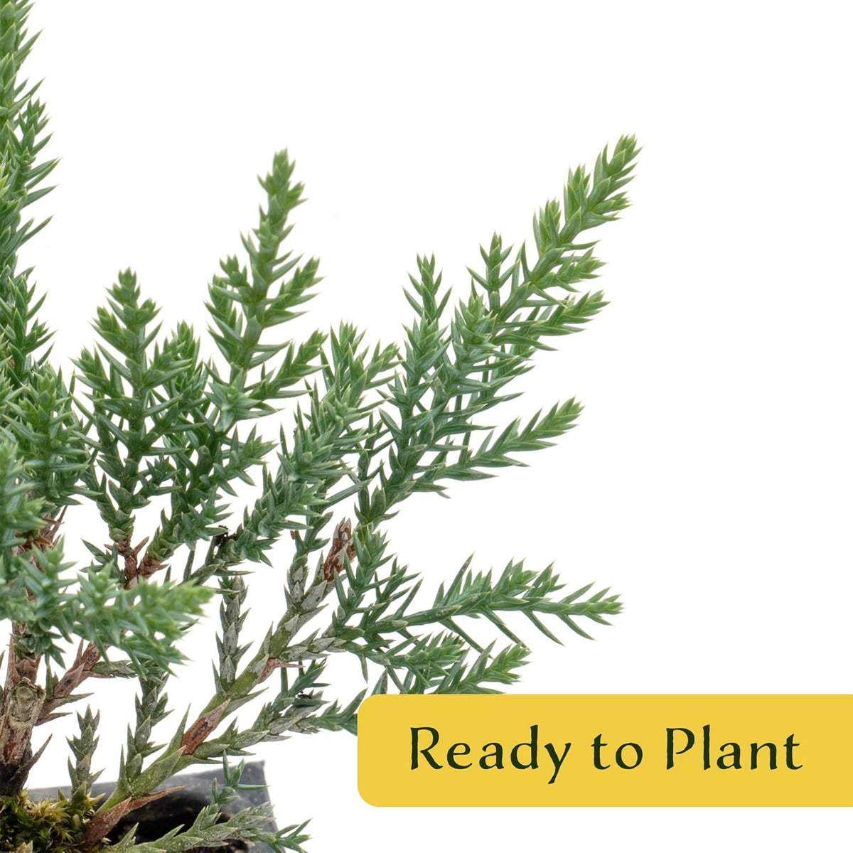 6 Tamarix Juniper in 3.5" Nursery Cubes | Juniperus Sabina ‘Tamariscifolia’ | Dense