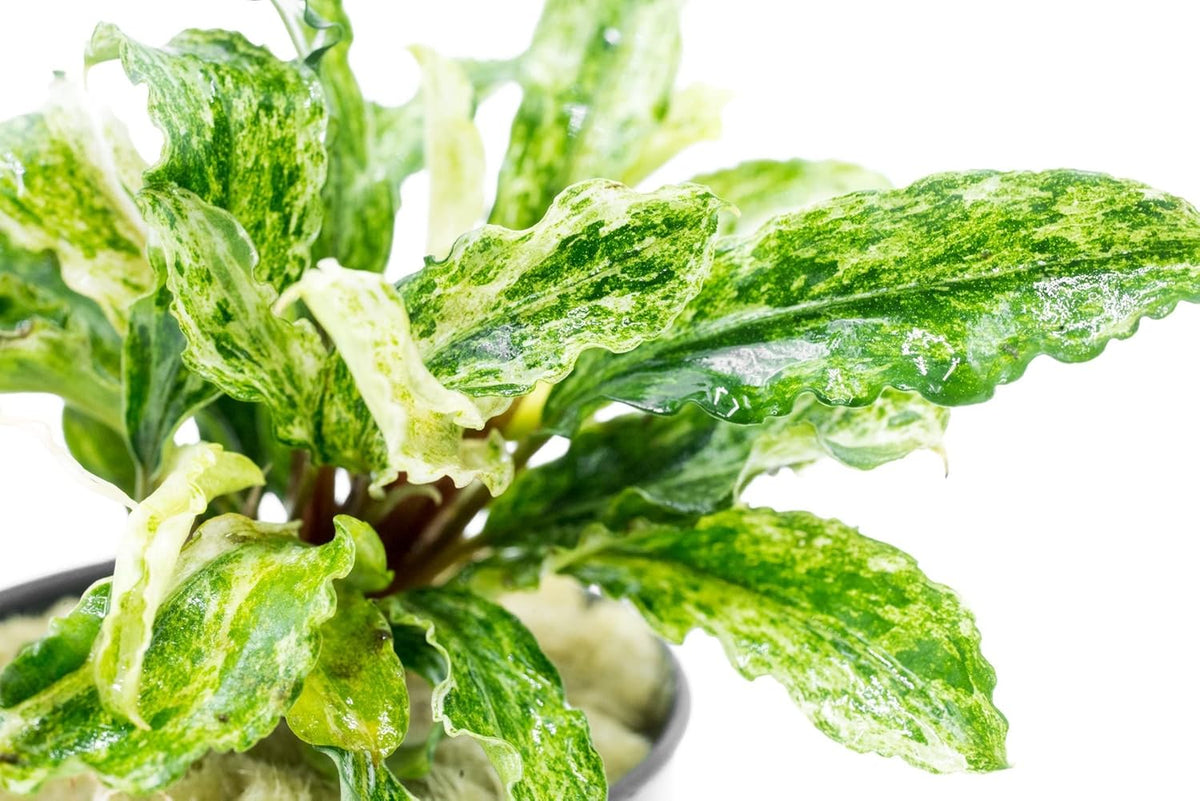 SubstrateSource Bucephalandra Variegated Green Wavy Marble Potted Live Aquarium Plant - Natural