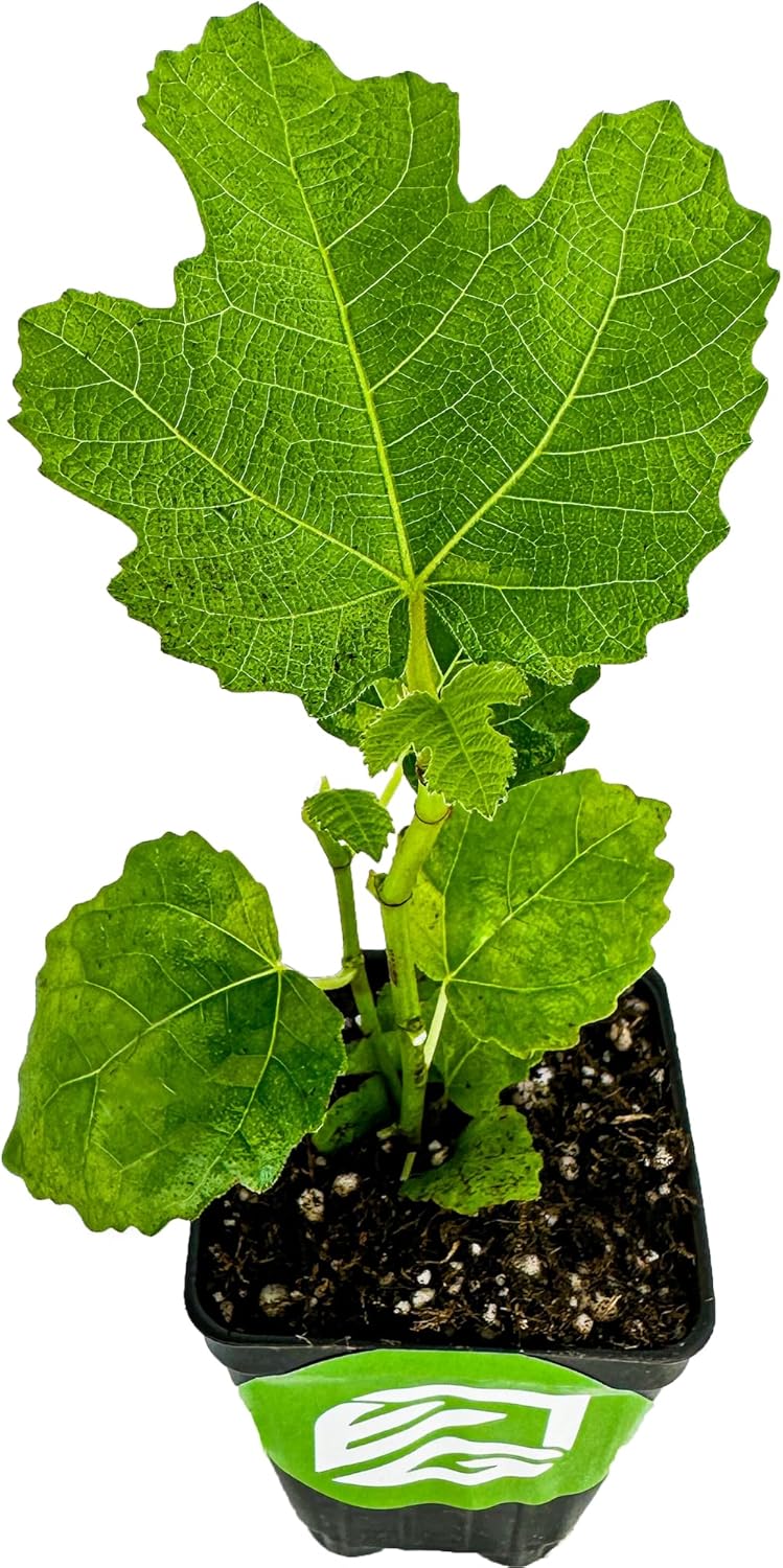 LSU Gold Fig Tree Starter Plant - Ficus carica by Wellspring Gardens - Fig Live Plants- Fig Tree