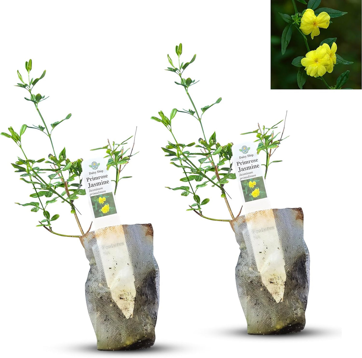 Primrose Jasmine (Jasminum Mesnyi) Live Plant - Fragrant Yellow Blooms. Japanese, Chinese, Asian.