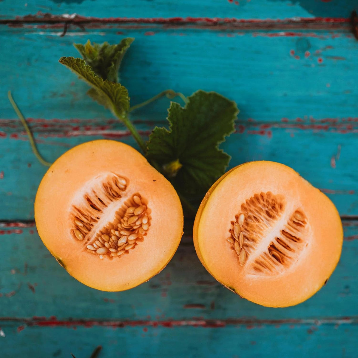Minnesota Midget Melon - 25 Seeds - Heirloom Melon Variety, Great for Containers, Sweet &