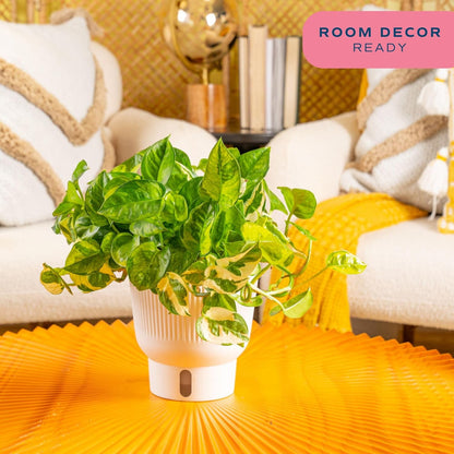 Costa Farms Lemon Meringue Pothos Live Plant in Self Watering Pot, Indoor Houseplant, Perfect for