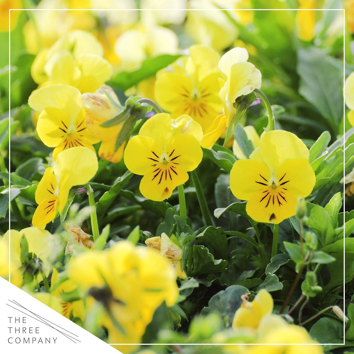 Live Healthy Flowering Pansies - Yellow (4 Plants Per Pack), Beautiful Winter Color, 6" Tall by 4"