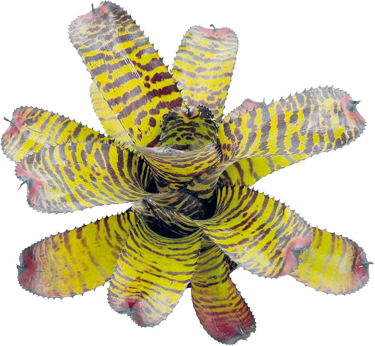 ragnaroc Live Plants – Bromeliad Neoregelia Dragon, 8-12" in 6" Pot - 1ct - Live Arrival Guaranteed