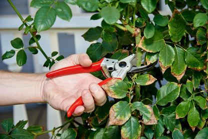 Corona BP 4250 Forged Steel Aluminum Handles Bypass Hand Pruner - 1 inch Cut Capacity Stem and