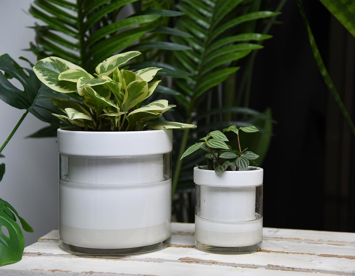 Phoenix Vine 6 Inch 4 Inch Self Watering Planter, White Terracotta Clay Pots with Glass Reservoir