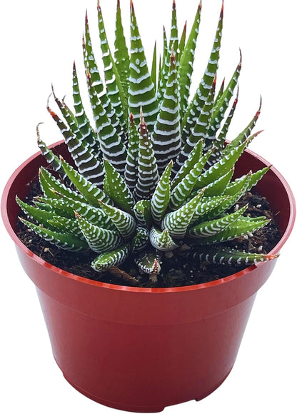 Live Succulent 4" Haworthia Super Fasciata, Succulents Plants Live Fully Rooted House Plant for