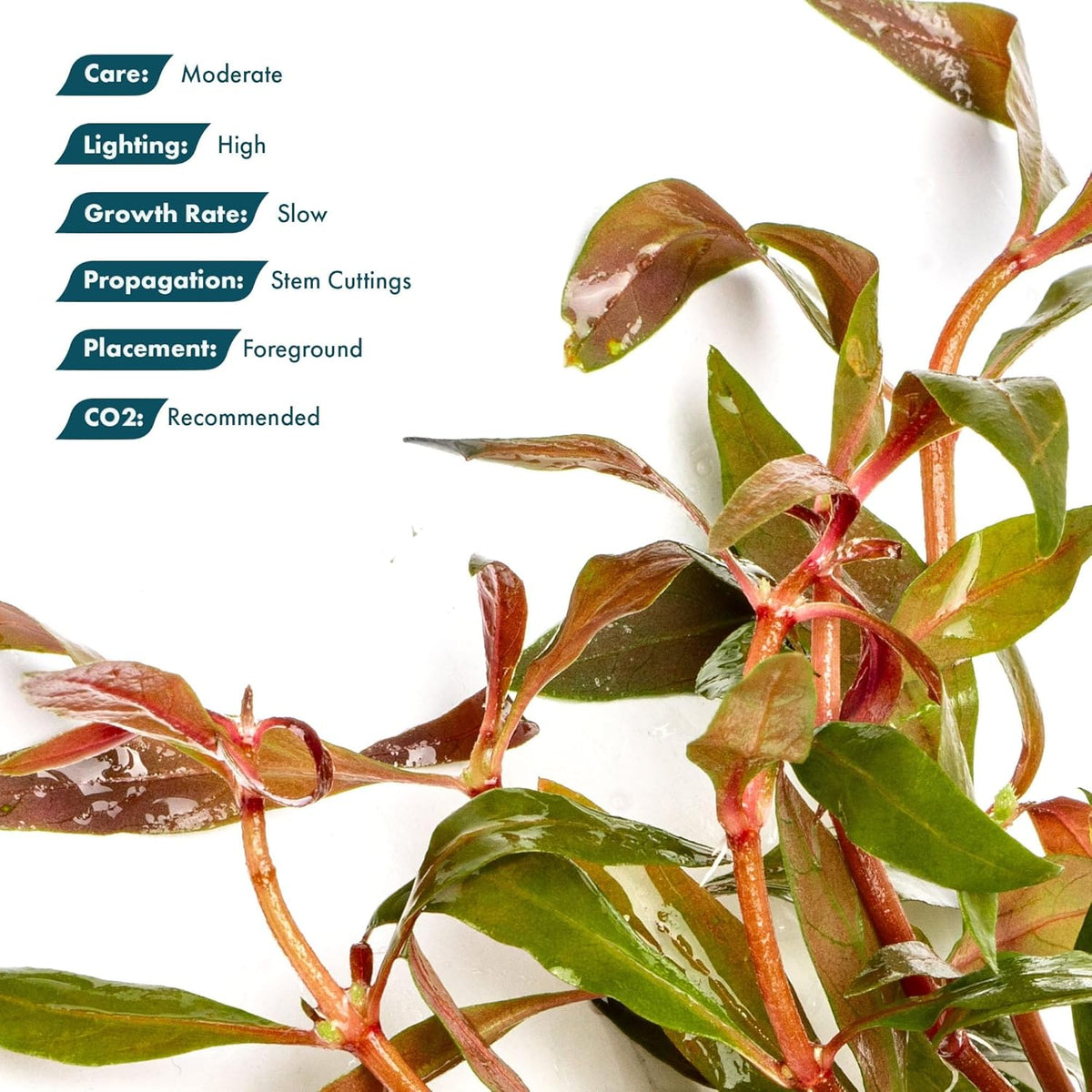 SubstrateSource Live Plants - Alternanthera reineckii ‘Mini’ - Bright Red to Pink Foreground Stem