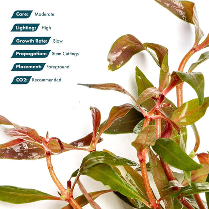 SubstrateSource Live Plants - Alternanthera reineckii ‘Mini’ - Bright Red to Pink Foreground Stem