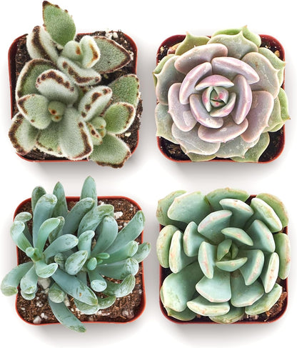 Shop Succulents Mixed Succulent Plant Pack 2" Grow Pot Pack of 4