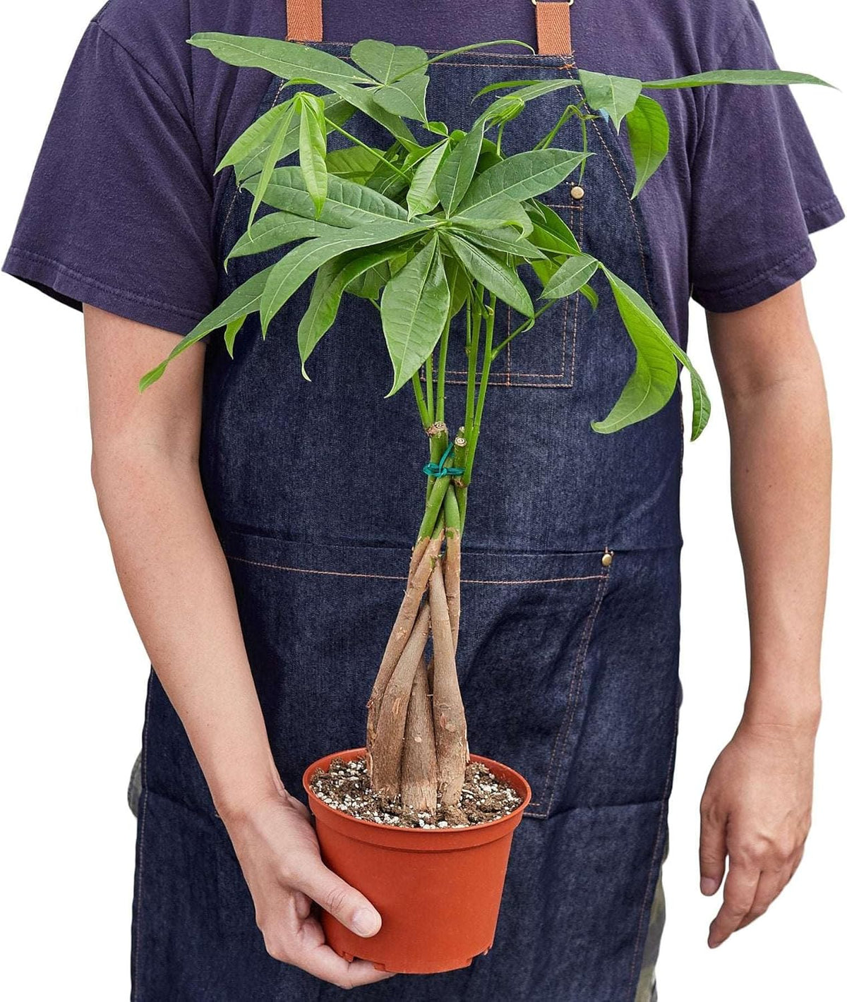 Money Tree 'Guiana Chestnut' Pachira Braid Live Plant for Indoor | Different Houseplants in 4'' &