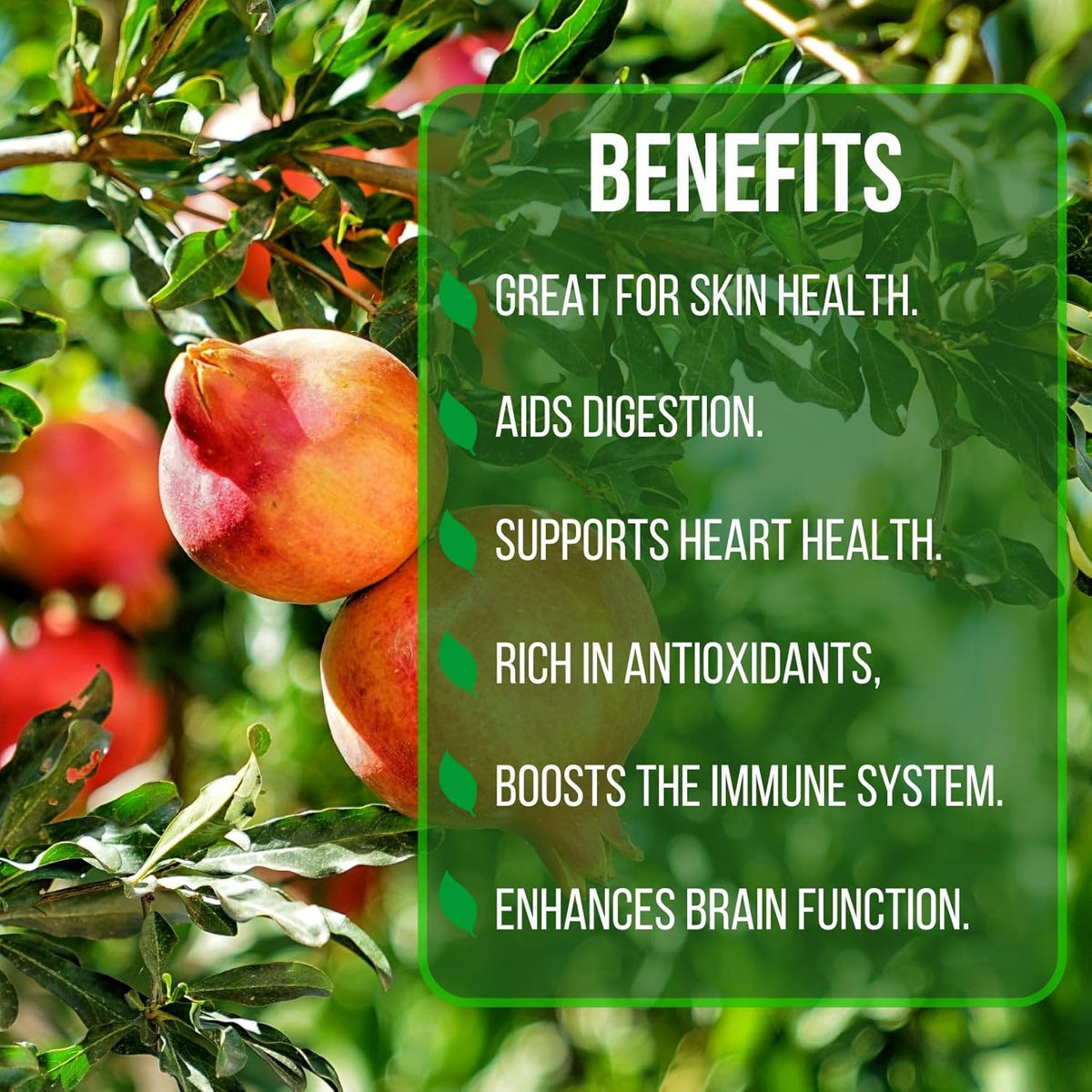 Pomegranate Wonderful Live for Sale (4 Pack) | Easy to Grow Plants | Edible Fruit Plant for