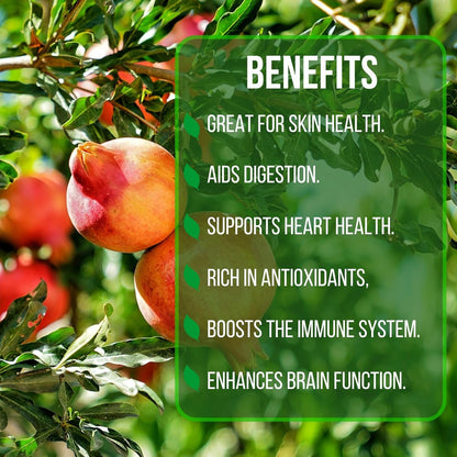 Pomegranate Wonderful Live for Sale (4 Pack) | Easy to Grow Plants | Edible Fruit Plant for