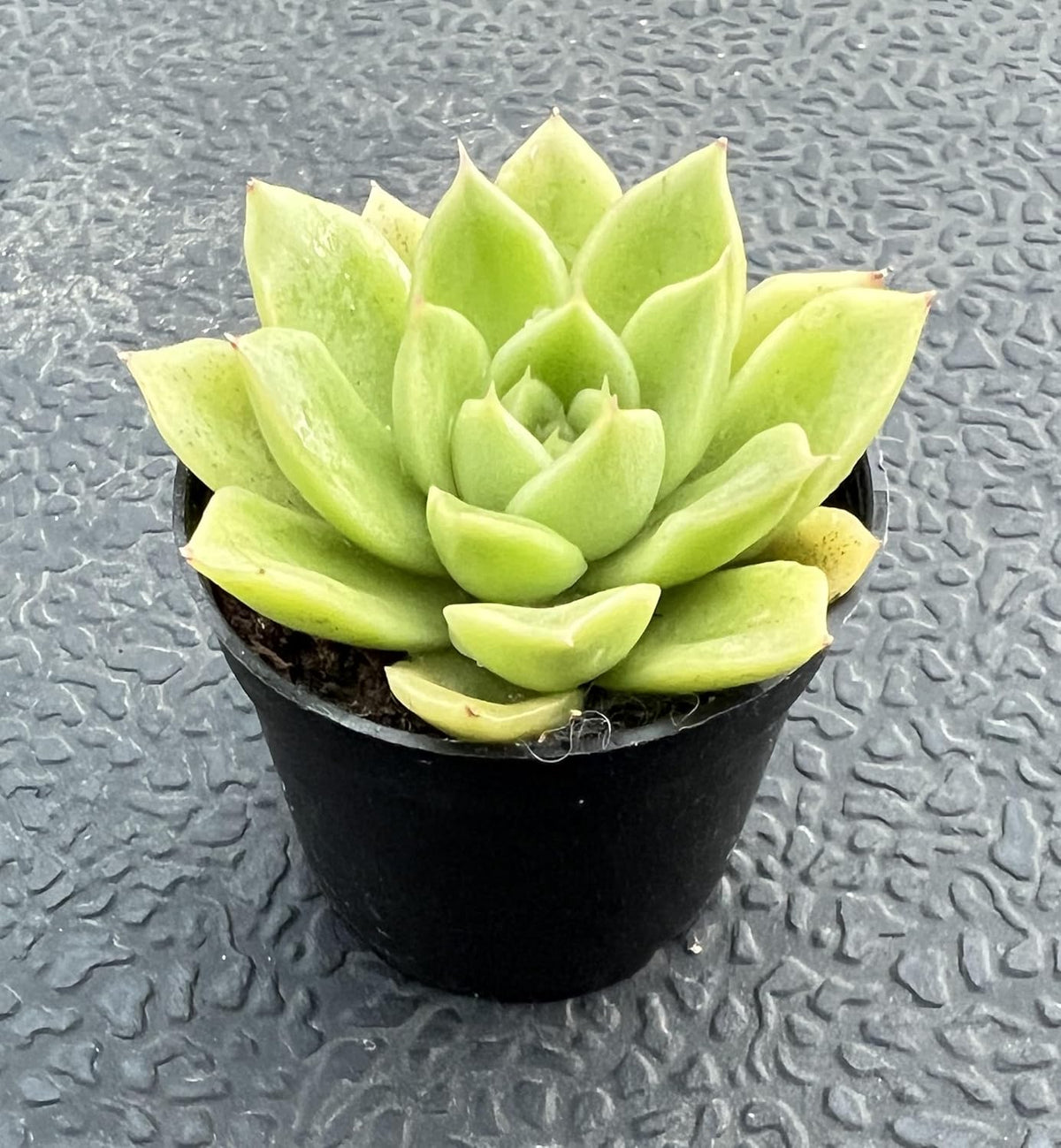 Sprout N Green Echeveria 'Gilva', Live Succulent Plant Fully Rooted in 2" Pots with Soil Mix, Real