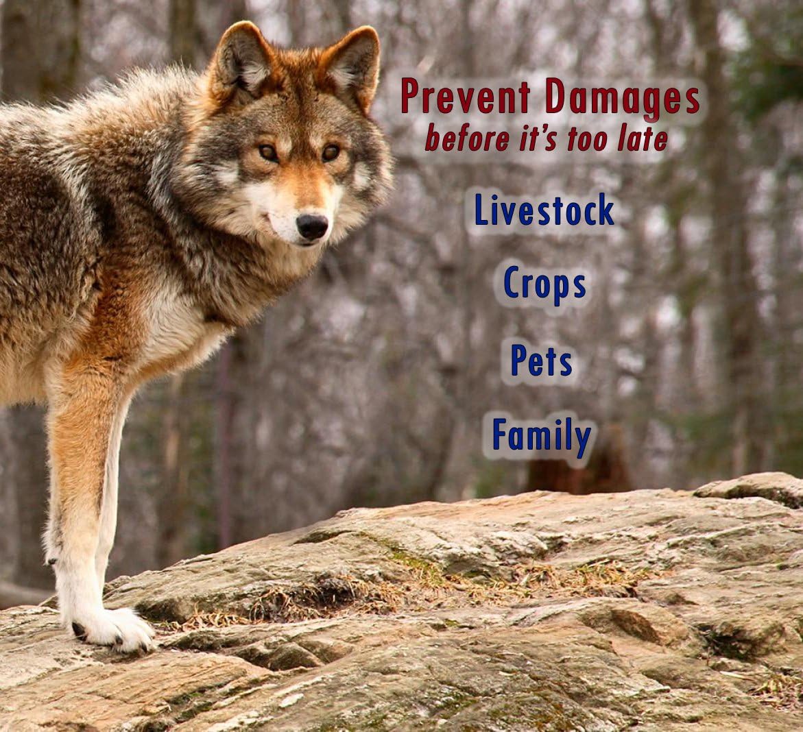 PredatorPee 100% Wolf Urine - Territorial Marking Scent - Creates Illusion That Wolf is Nearby