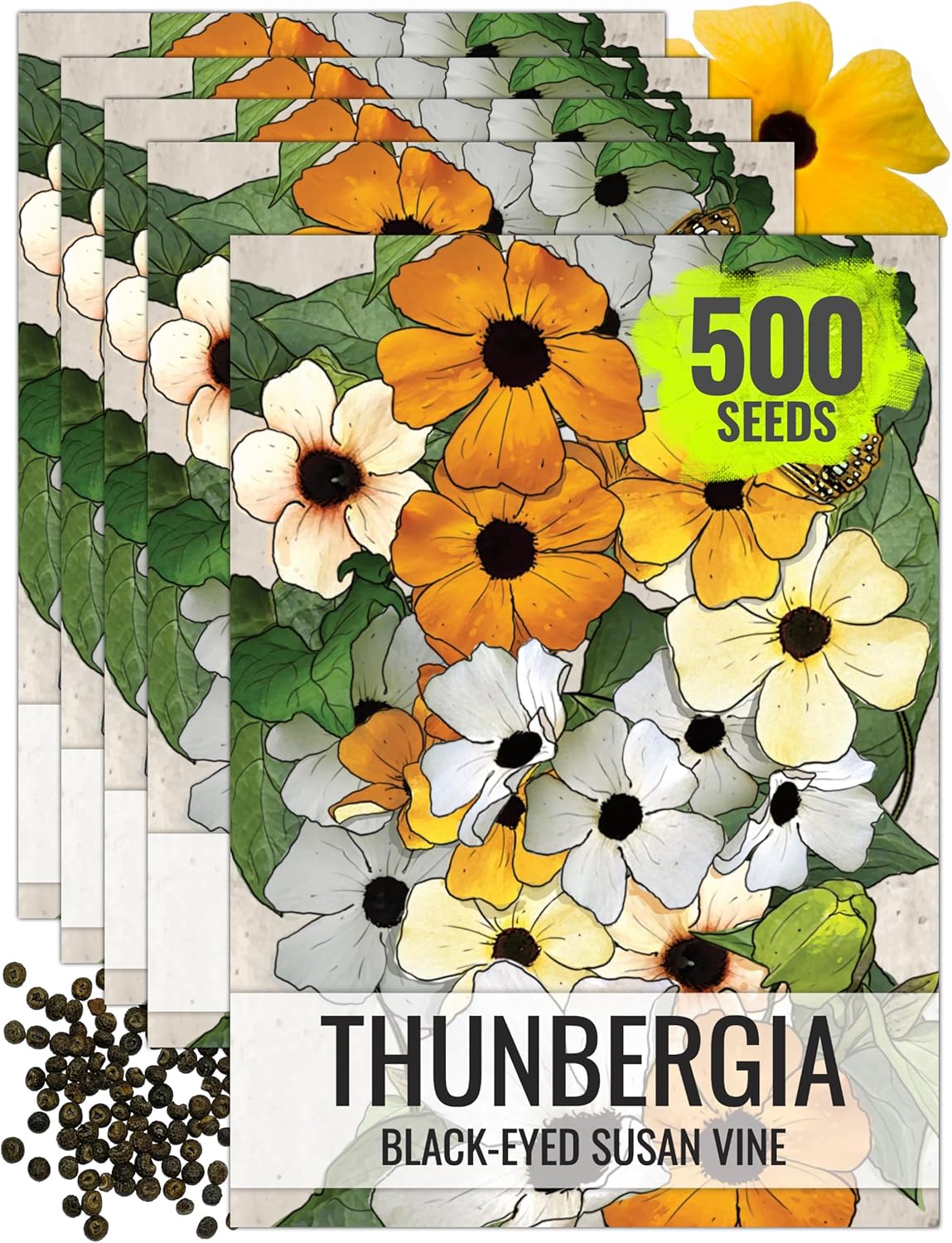 Seed Needs, Black-Eyed Susan Vine Seeds - 100 Heirloom Seeds for Planting Thunbergia alata - Annual