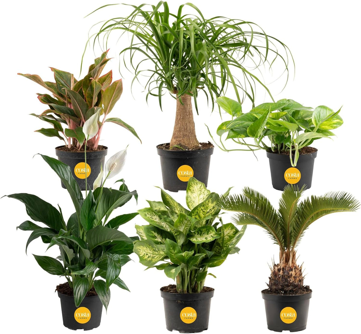 Costa Farms Live Indoor Plant Variety Pack in Plastic Pots, Easy to Maintain, Air Purifying