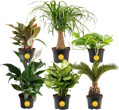 Costa Farms Live Indoor Plant Variety Pack in Plastic Pots, Easy to Maintain, Air Purifying