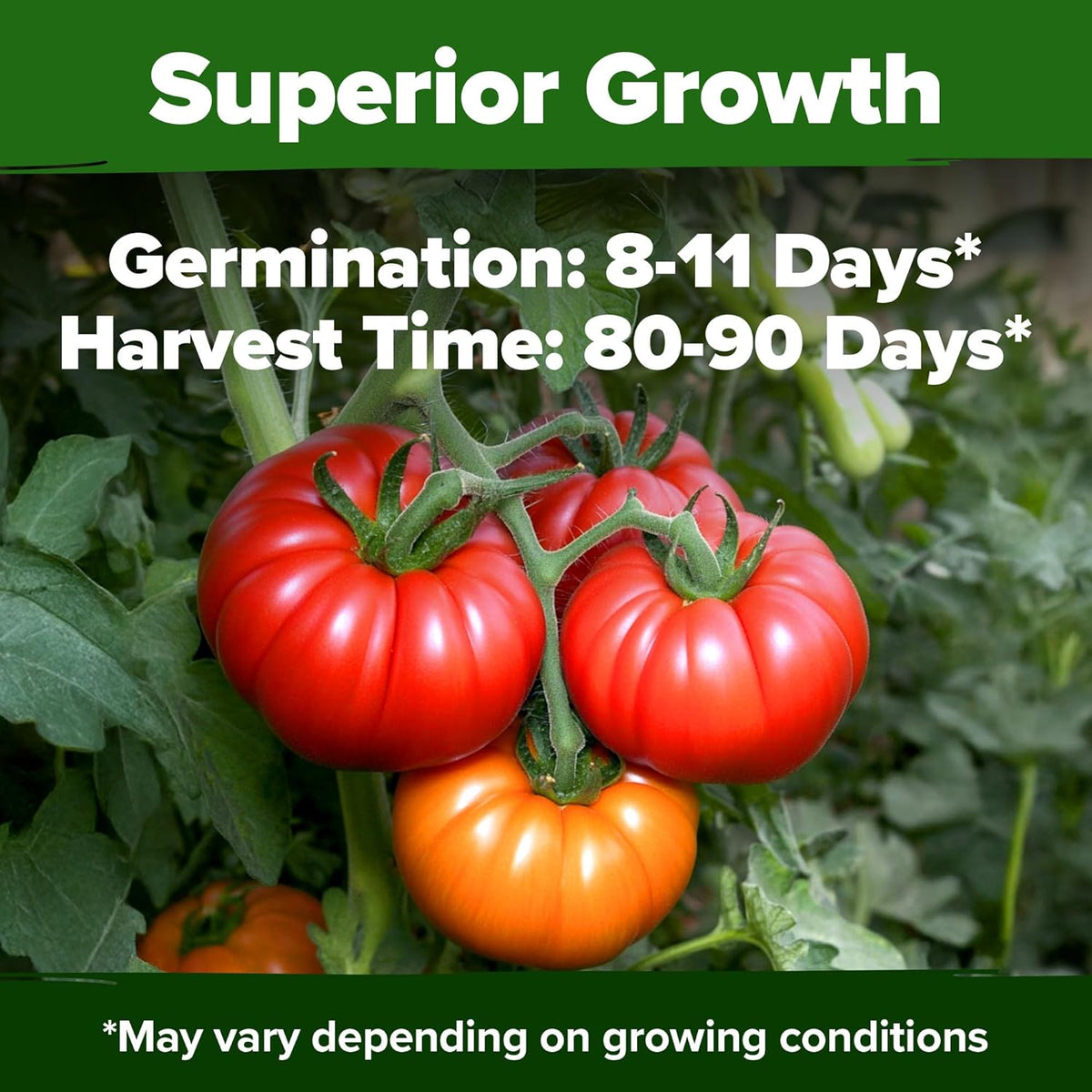 HOME GROWN Beefsteak Tomato Seed 2Pack - 600 Heirloom Tomato Seeds for Planting Outdoors