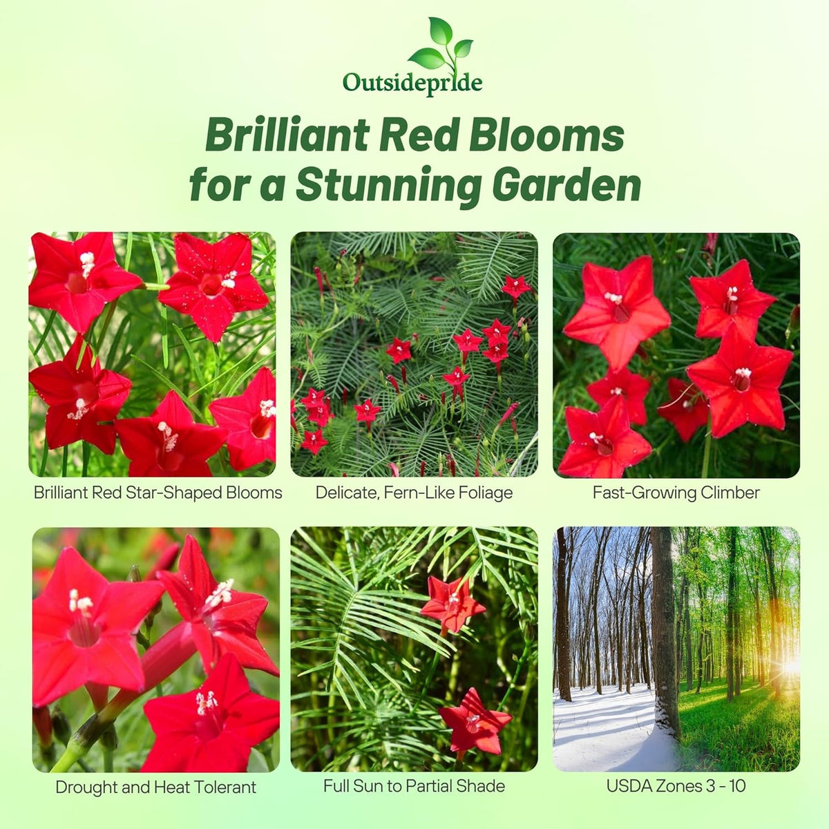 Outsidepride Red Cypress Vine Seeds - 200 Pcs Annual Flower Seeds with Nectar-Rich, Star-Shaped