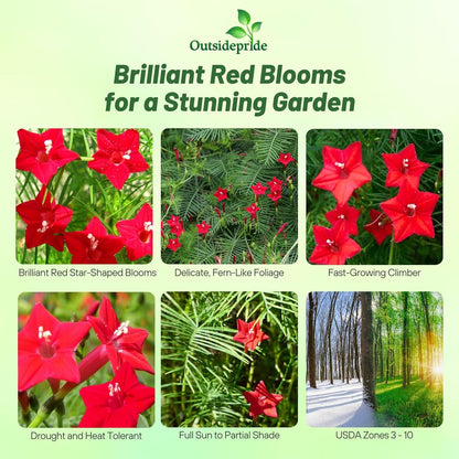Outsidepride Red Cypress Vine Seeds - 100 Pcs Annual Flower Seeds with Nectar-Rich, Star-Shaped