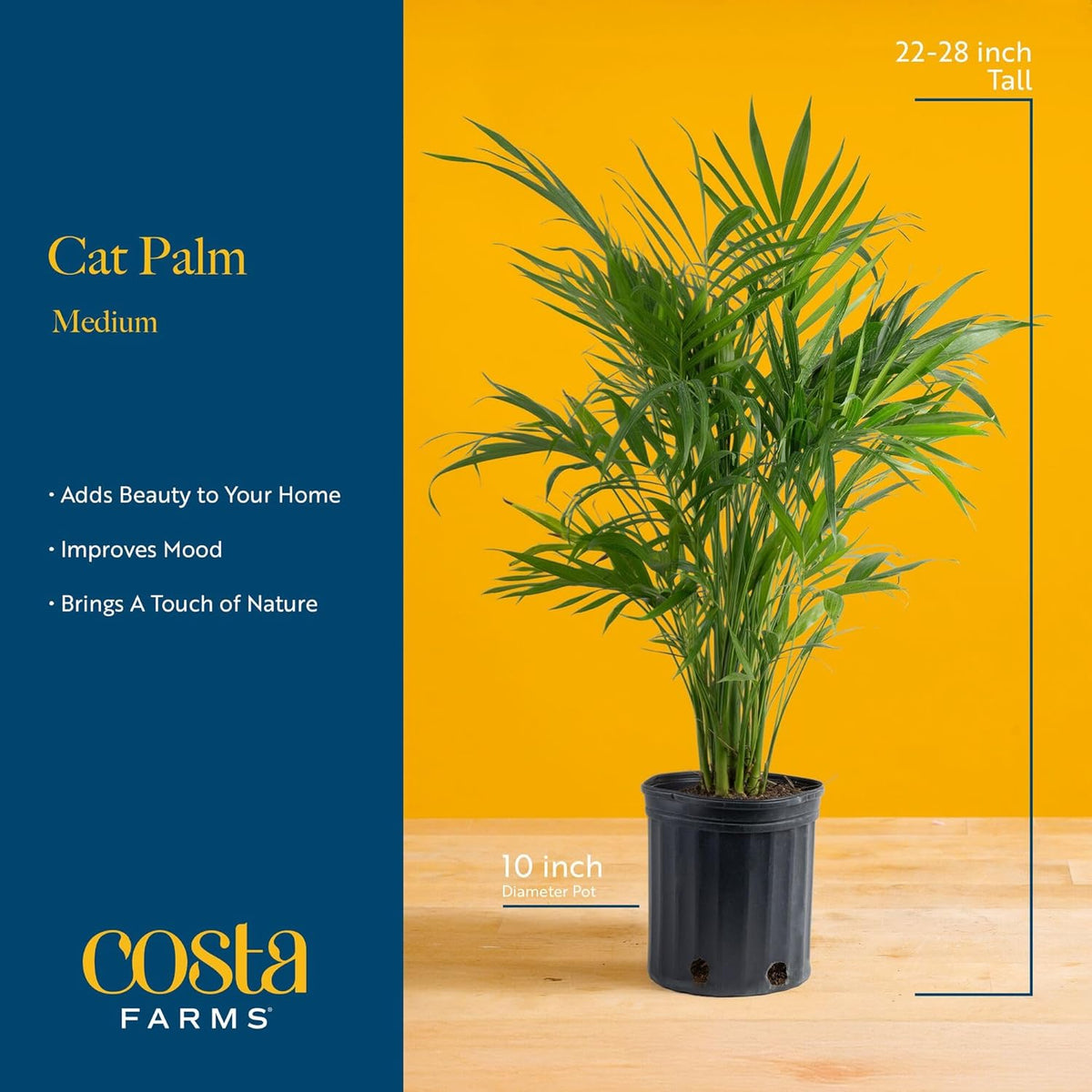 Costa Farms Cat Palm Live Plants in Decorative Pot, Large Indoor Houseplant, Perfect for Home