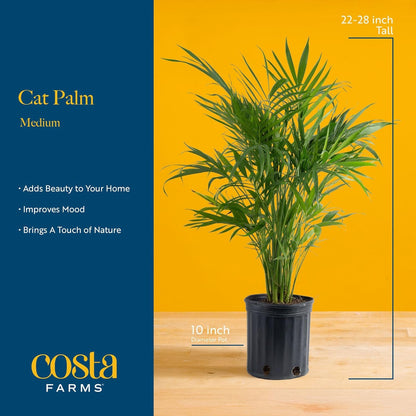 Costa Farms Cat Palm Live Plants in Decorative Pot, Large Indoor Houseplant, Perfect for Home