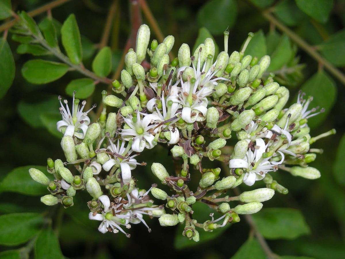 Curry Leaf Plant. Live Plant. Fragrant, Beautiful, Edible. Easy Grow. Indian Cooking Must Have.