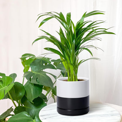 D'vine Dev 6.5 Inch Ceramic Planter Pot with Drainage Hole and Saucer, Indoor Cylinder Round