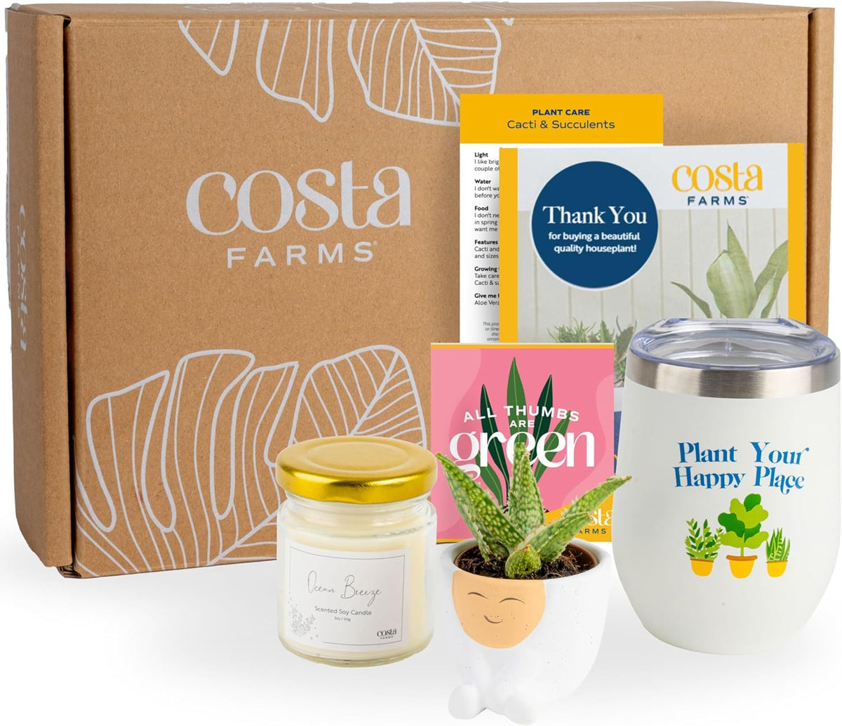 Costa Farms Live Plant Gift Box, Succulent Live Indoor Houseplant, Perfect Birthday and Holiday