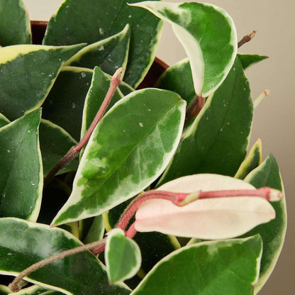 Hoya Carnosa 'Tricolor' Live Plant for Indoor | Different Houseplants in 3'' Pot | Real House Plant