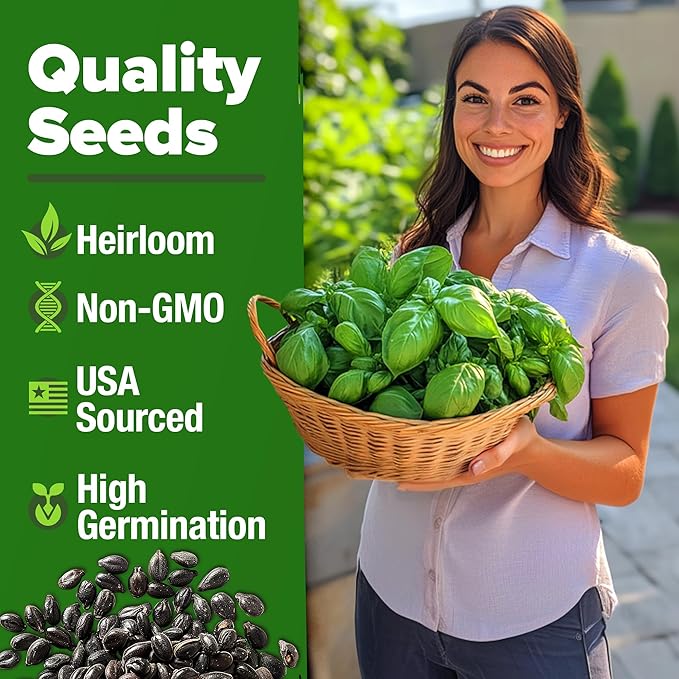 HOME GROWN 𝗨𝗦𝗔 𝗣𝗥𝗘𝗠𝗜𝗨𝗠 Genovese Basil Seeds Pack 1,750+ High Germination 𝗡𝗢𝗡-𝗚𝗠𝗢